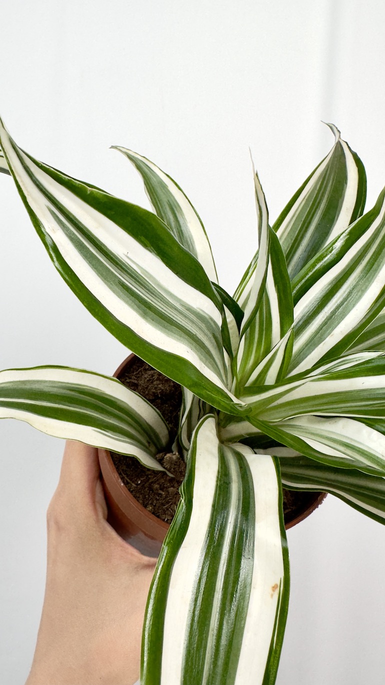 Dracena zielono biała oczyszczająca powietrze