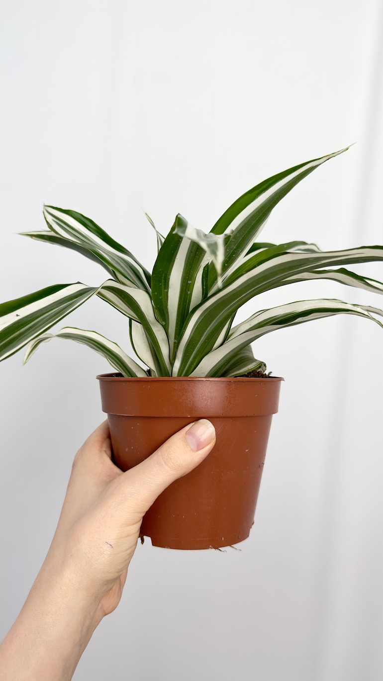 Dracena zielono biała oczyszczająca powietrze