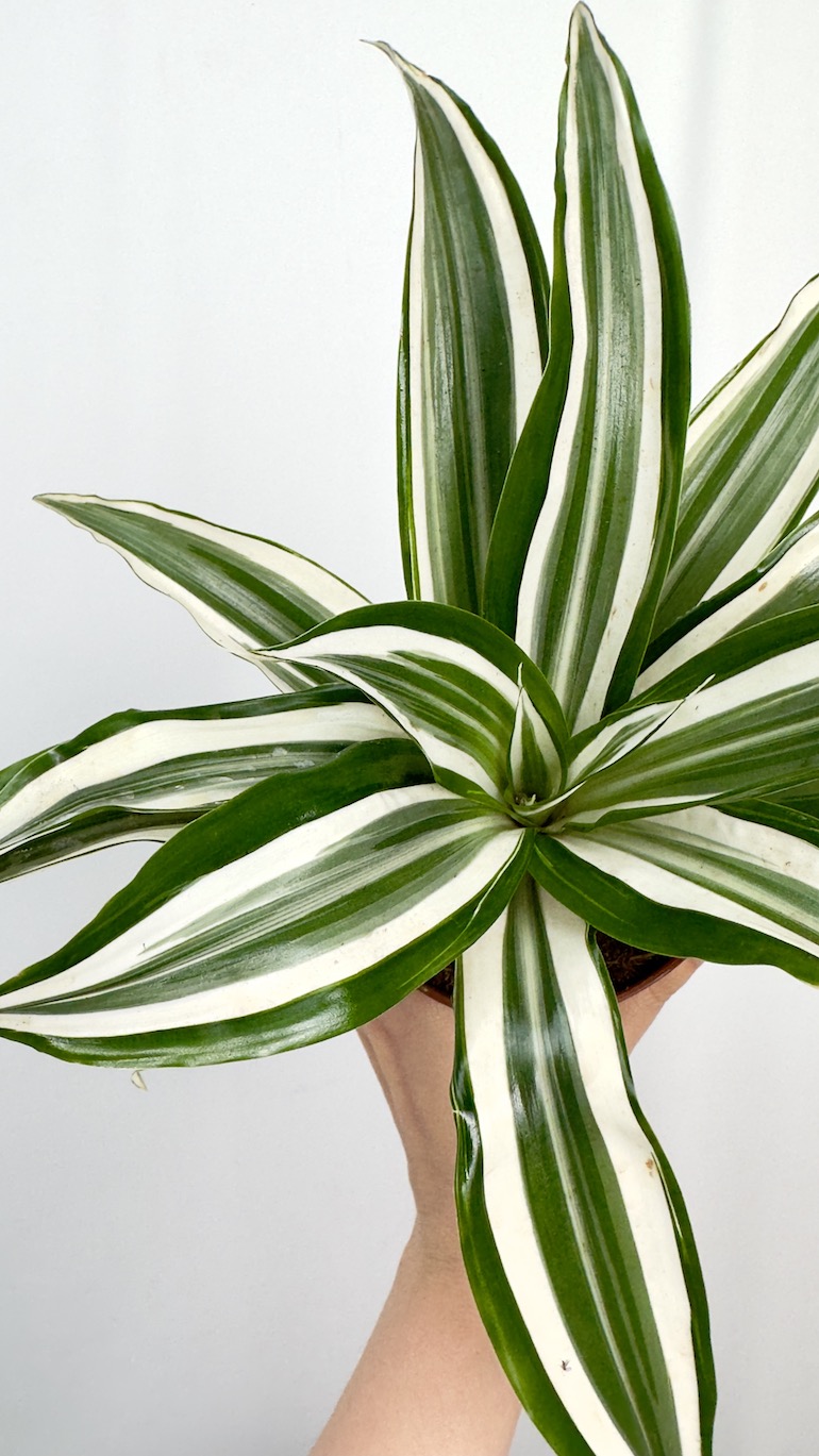Dracena zielono biała oczyszczająca powietrze