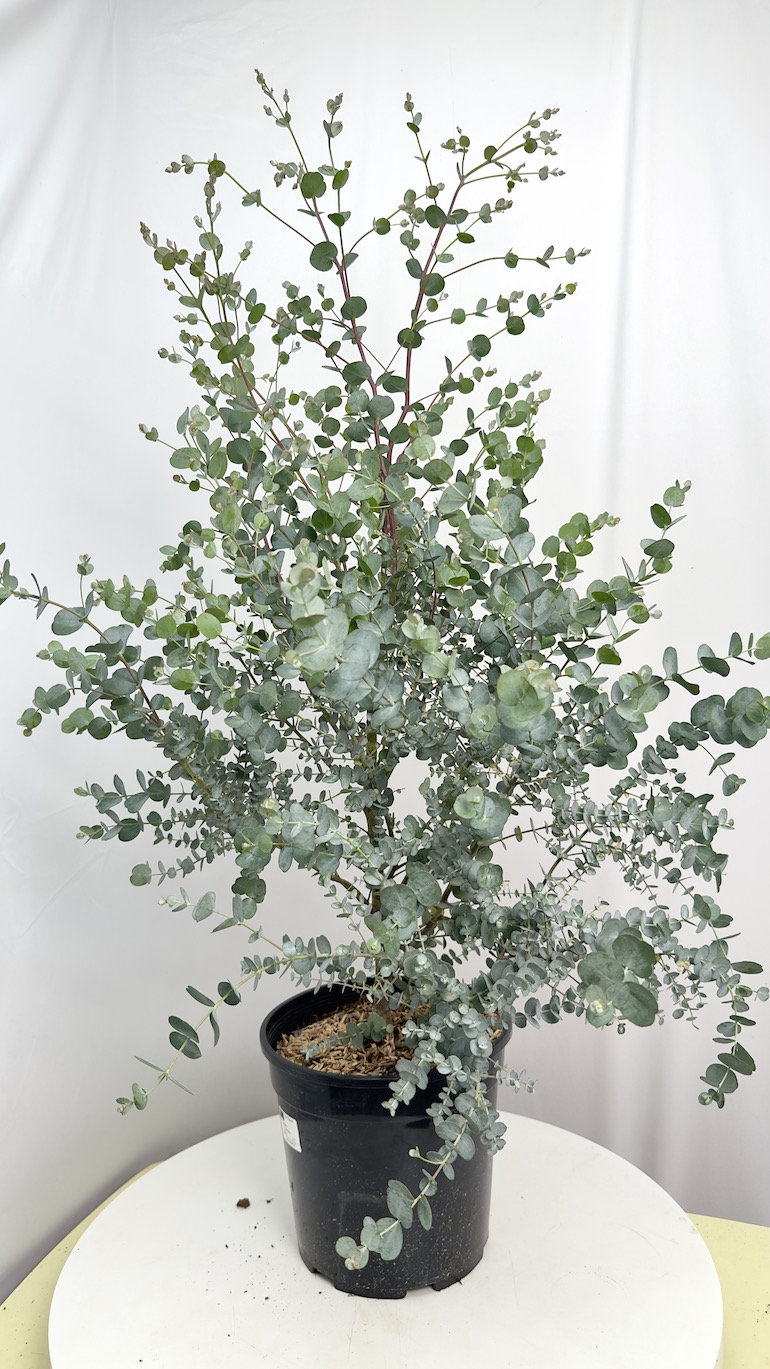Eucalyptus Gunni Azura