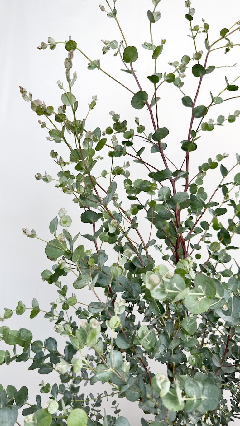 Eucalyptus Gunni Azura