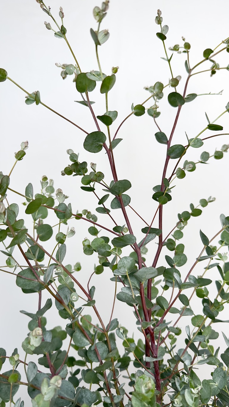 Eucalyptus Gunni Azura