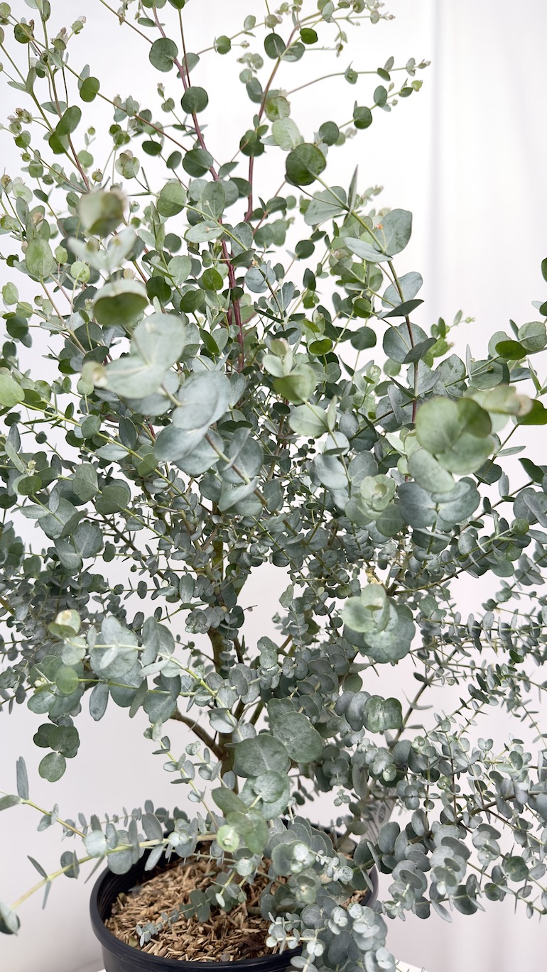 Eucalyptus Gunni Azura