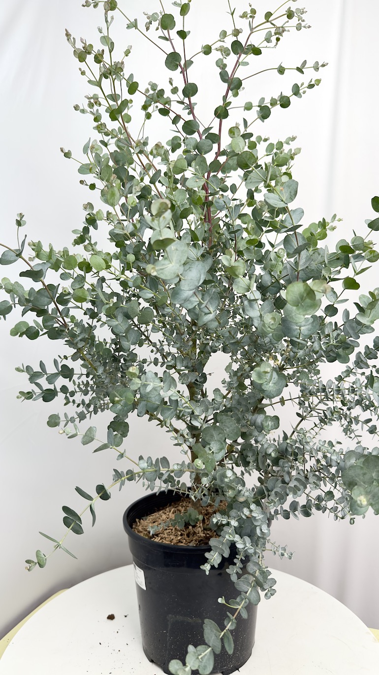 Eucalyptus Gunni Azura