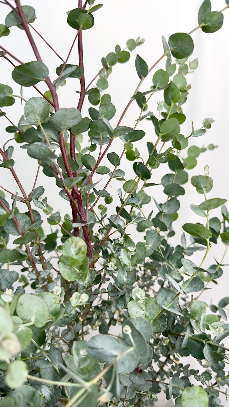 Eucalyptus Gunni Azura