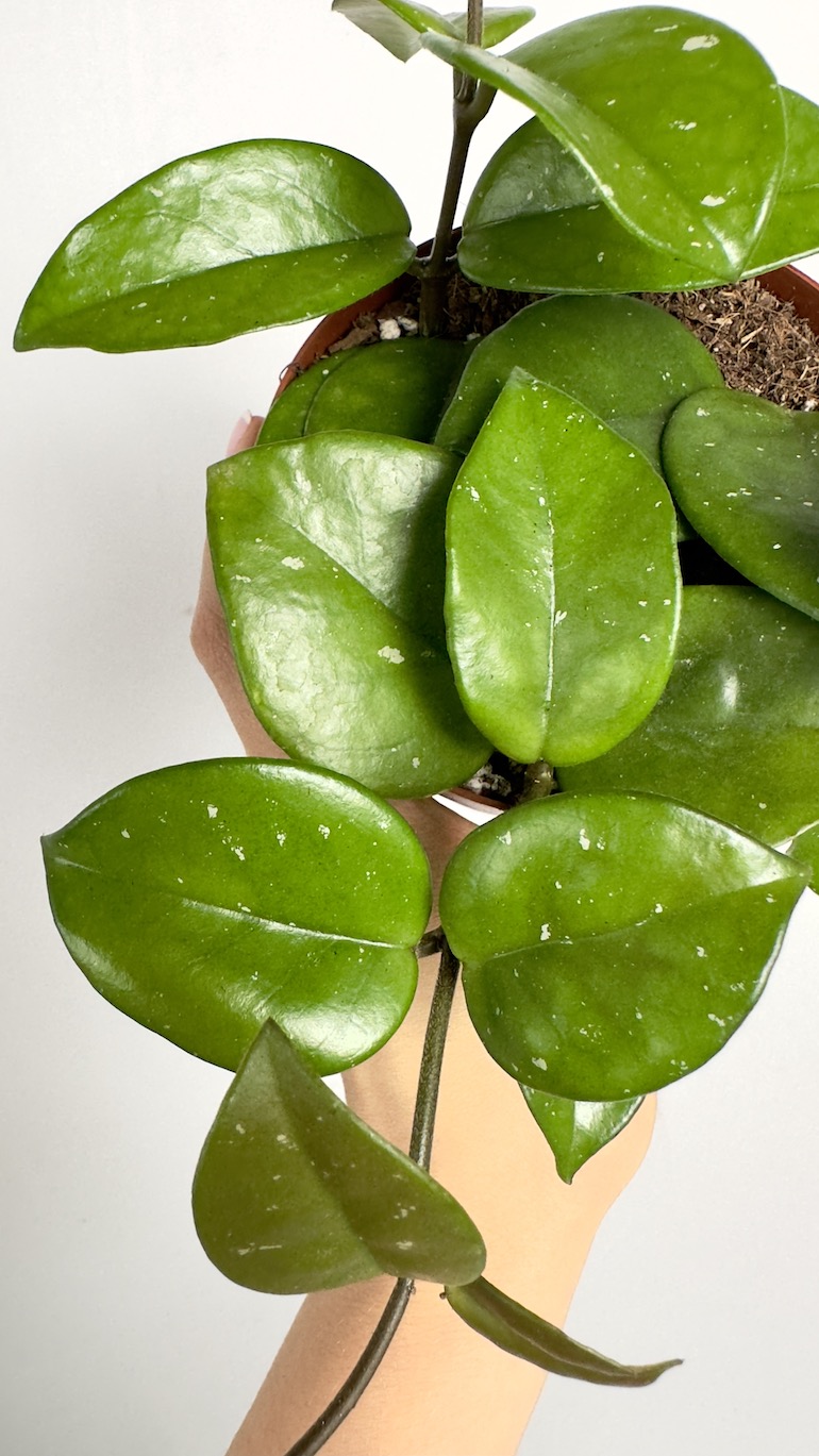Hoya Freckles Splash
