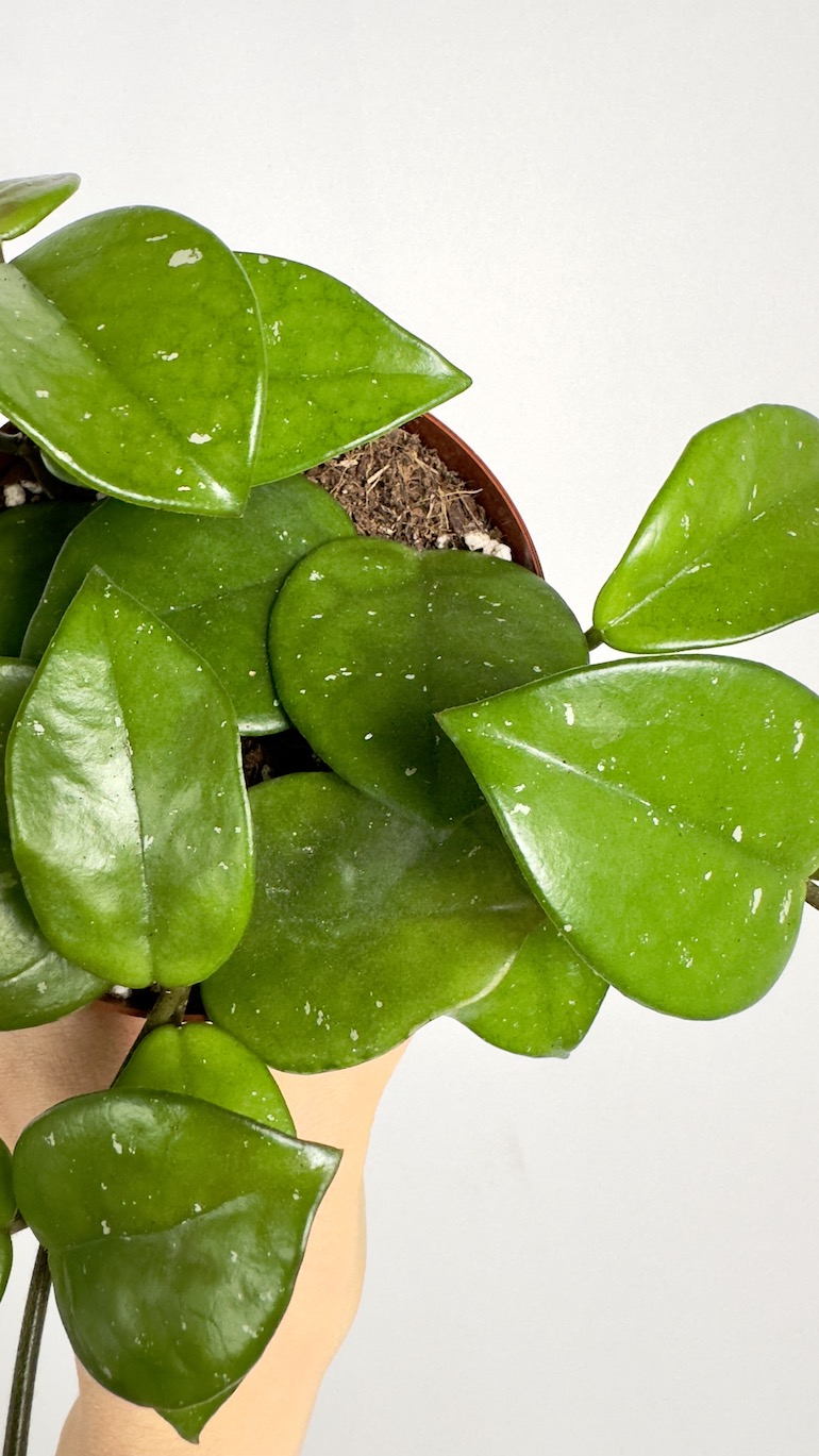 Hoya Freckles Splash