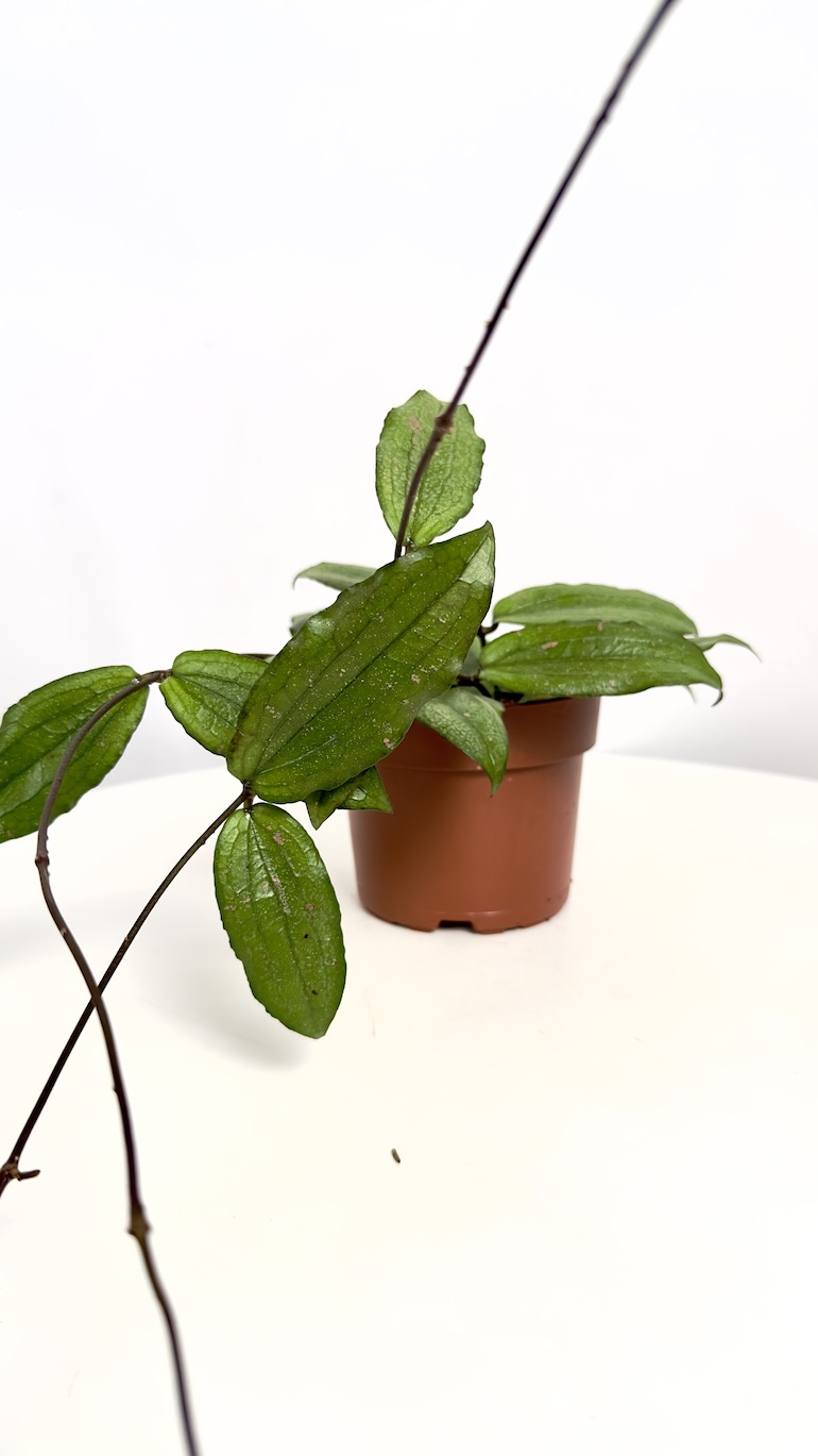 Hoya Erythrina