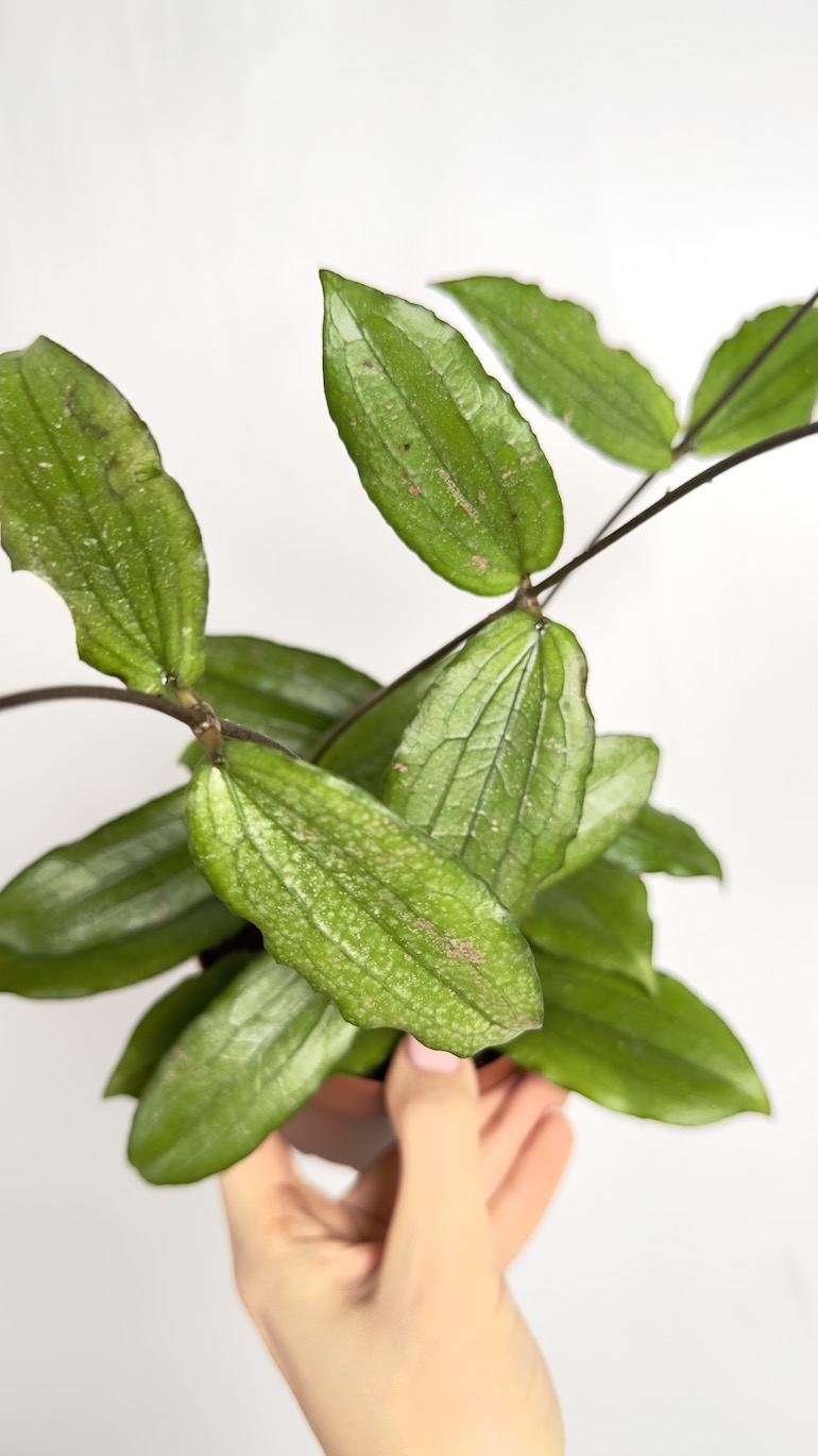 Hoya Erythrina