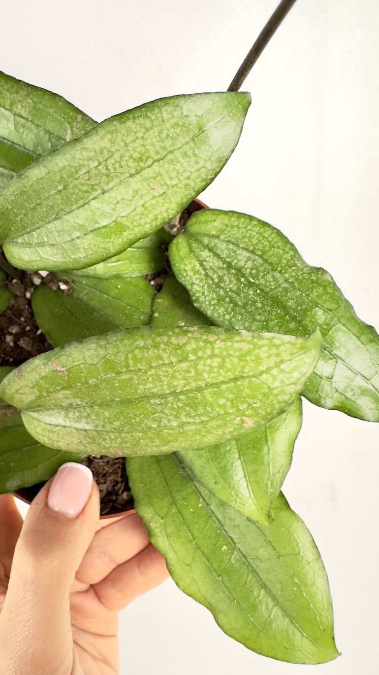 Hoya Erythrina