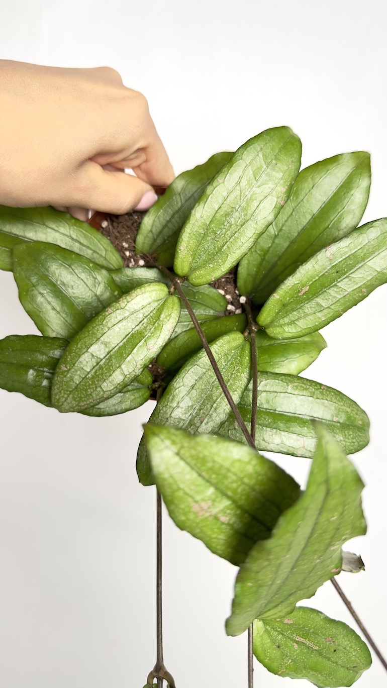 Hoya Erythrina