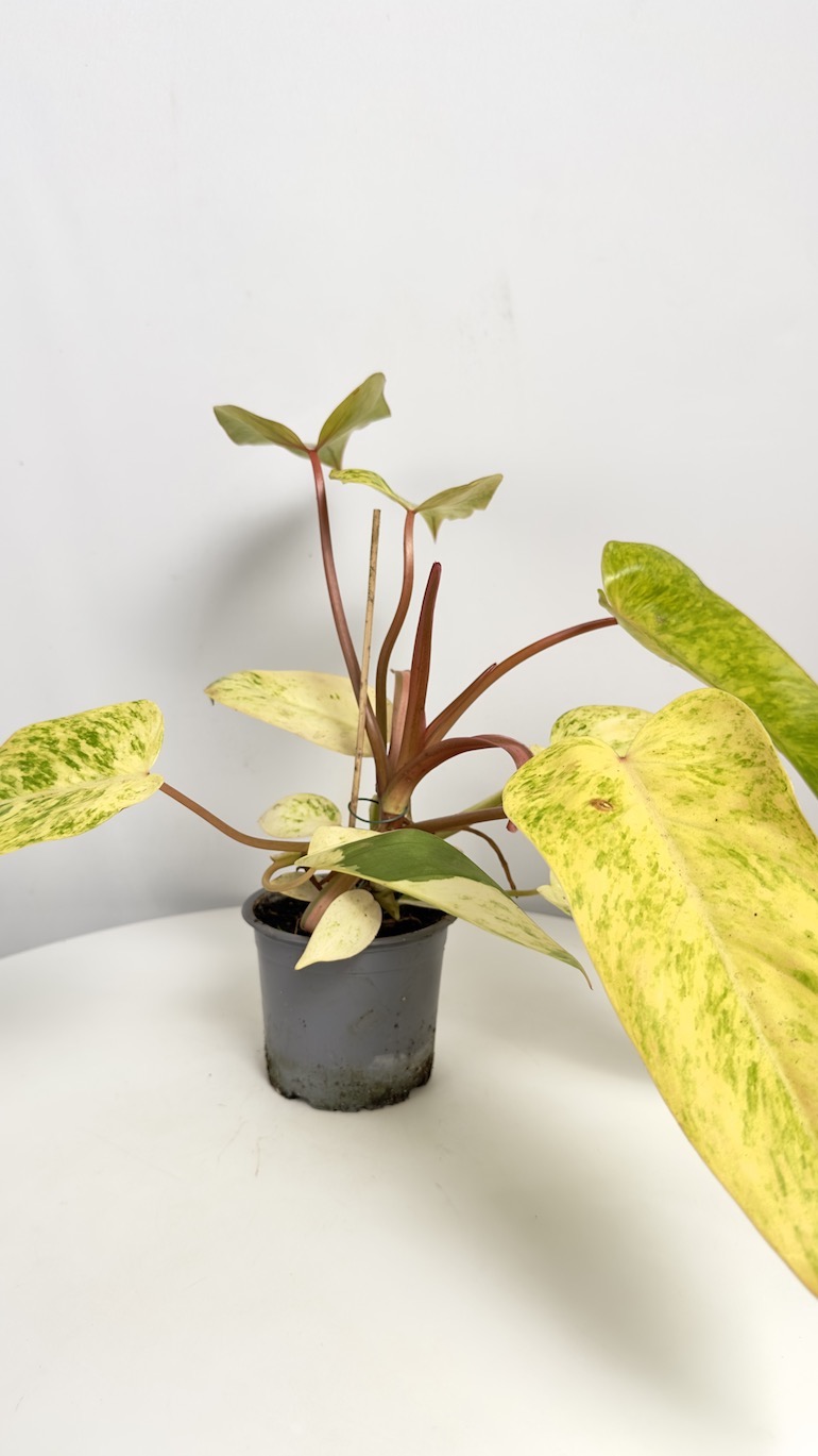 Philodendron Painted Lady