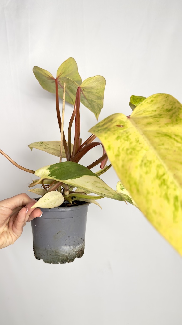 Philodendron Painted Lady