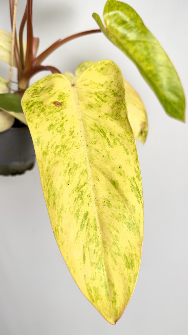 Philodendron Painted Lady