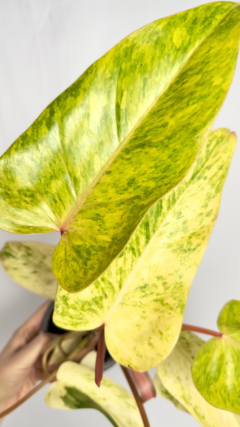 Philodendron Painted Lady