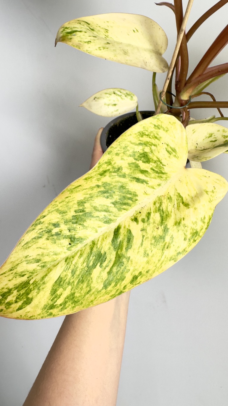 Philodendron Painted Lady