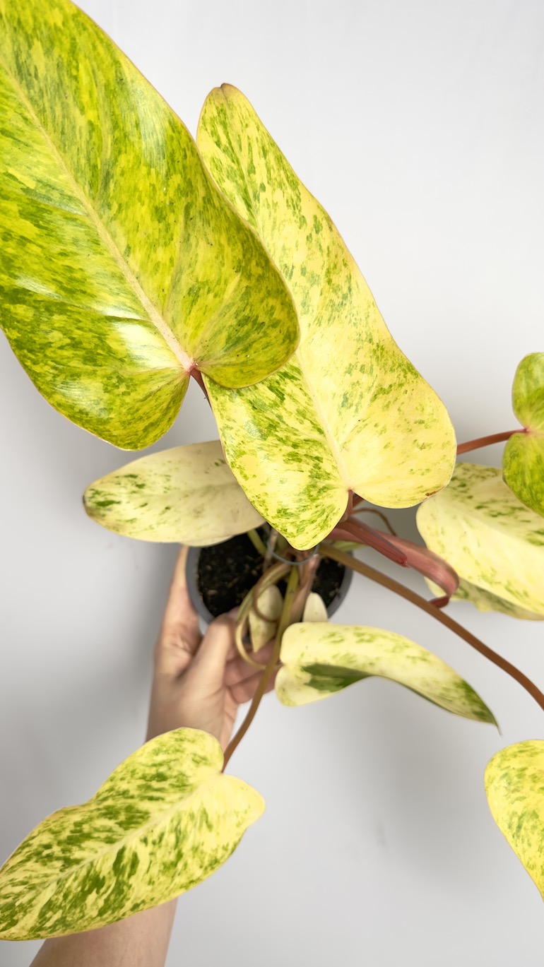 Philodendron Painted Lady