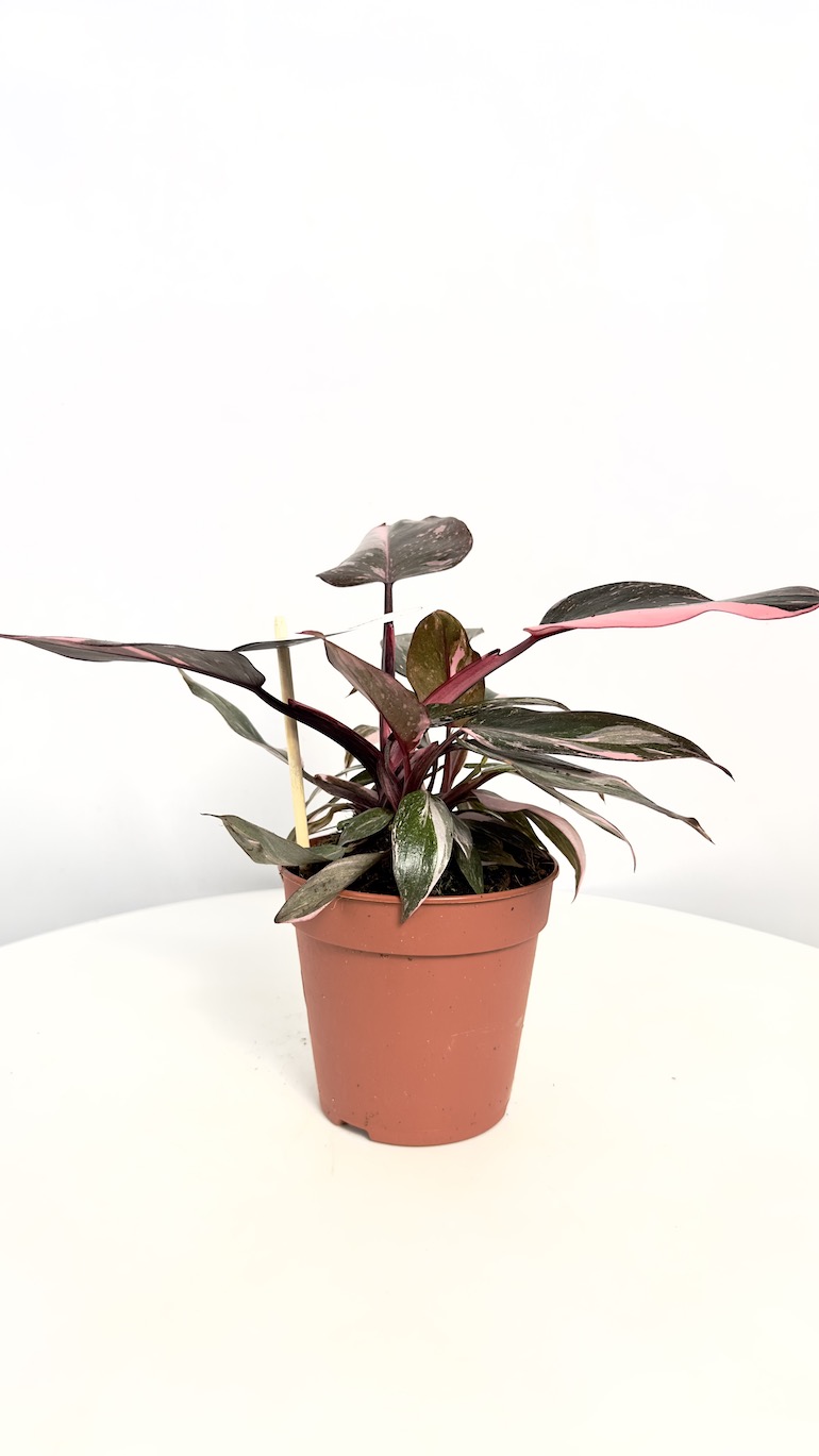 Philodendron Pink Princess