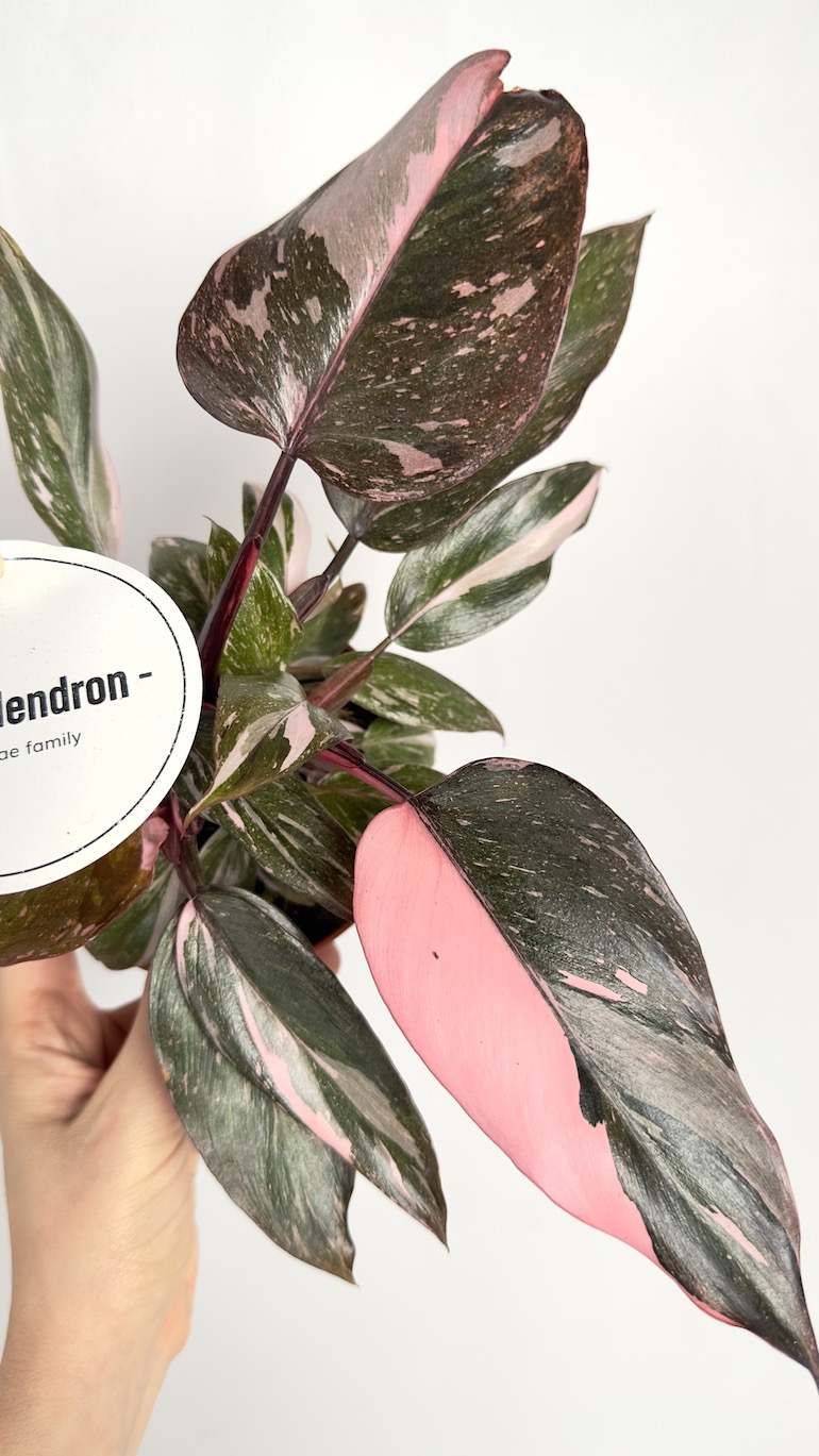 Philodendron Pink Princess