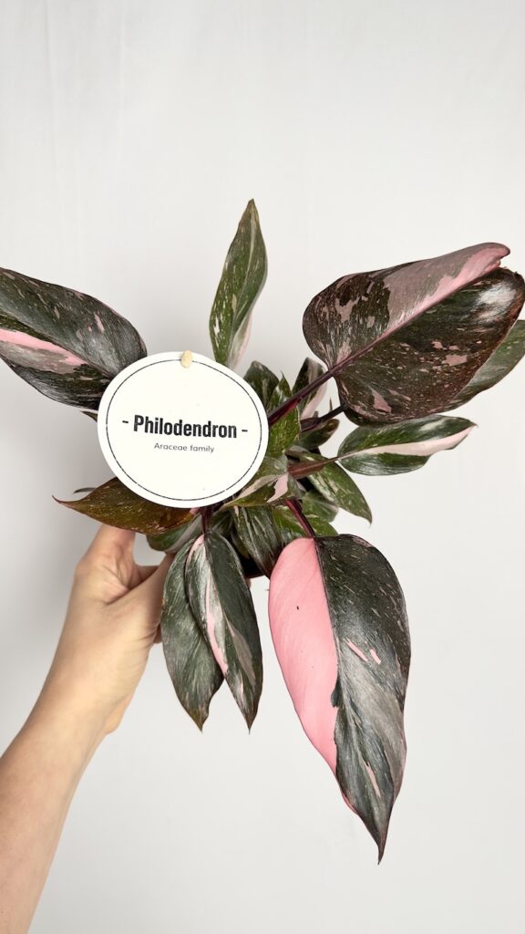 Philodendron Pink Princess