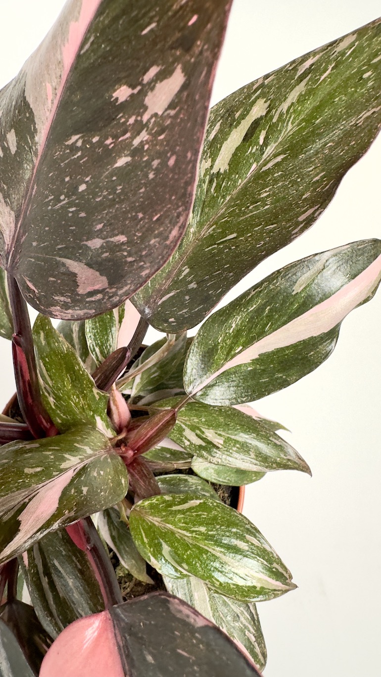 Philodendron Pink Princess