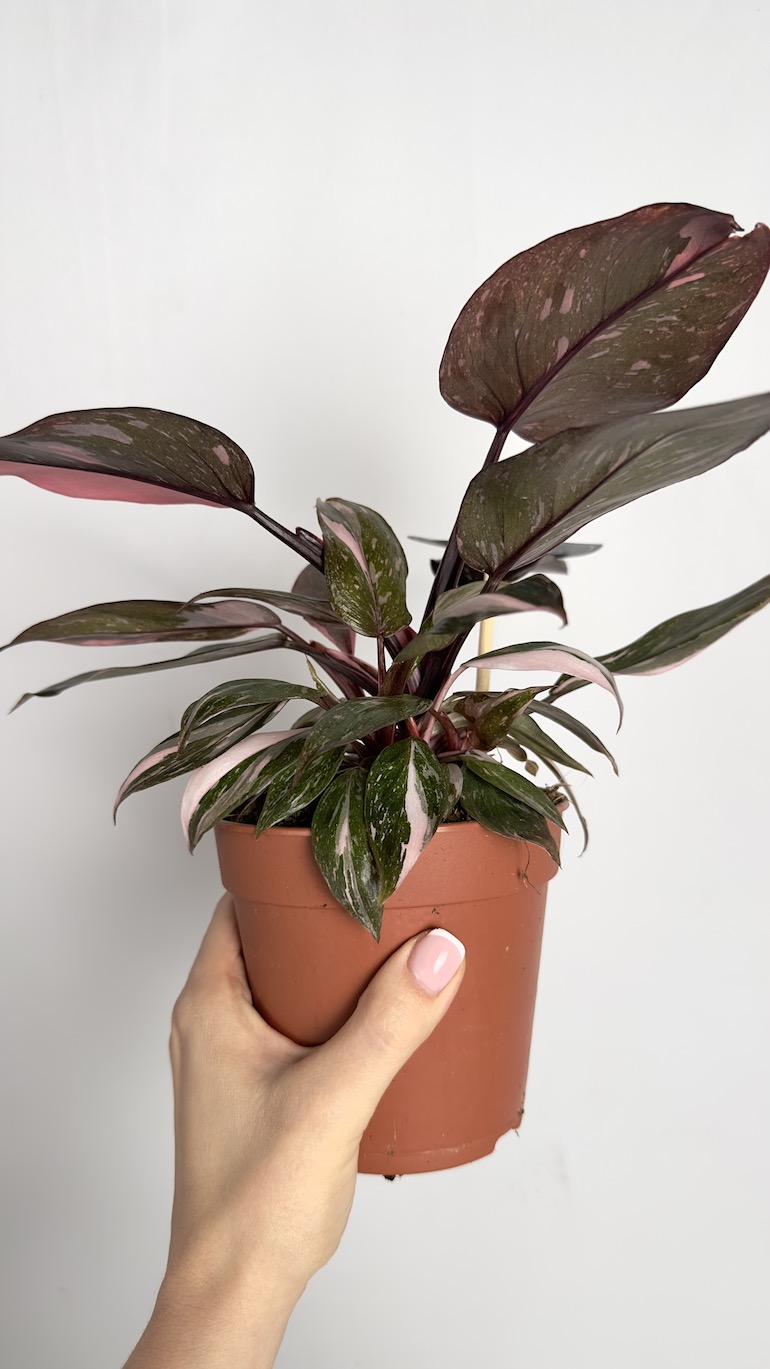 Philodendron Pink Princess
