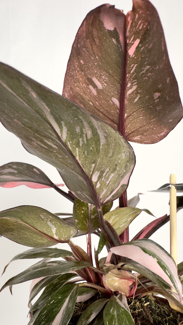 Philodendron Pink Princess
