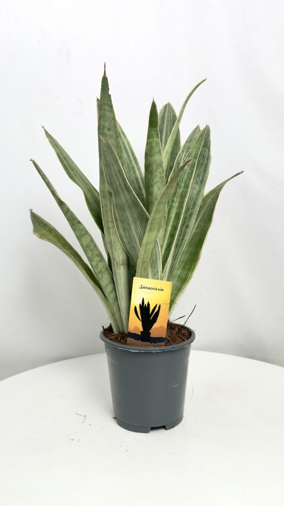 Sansevieria Metallica
