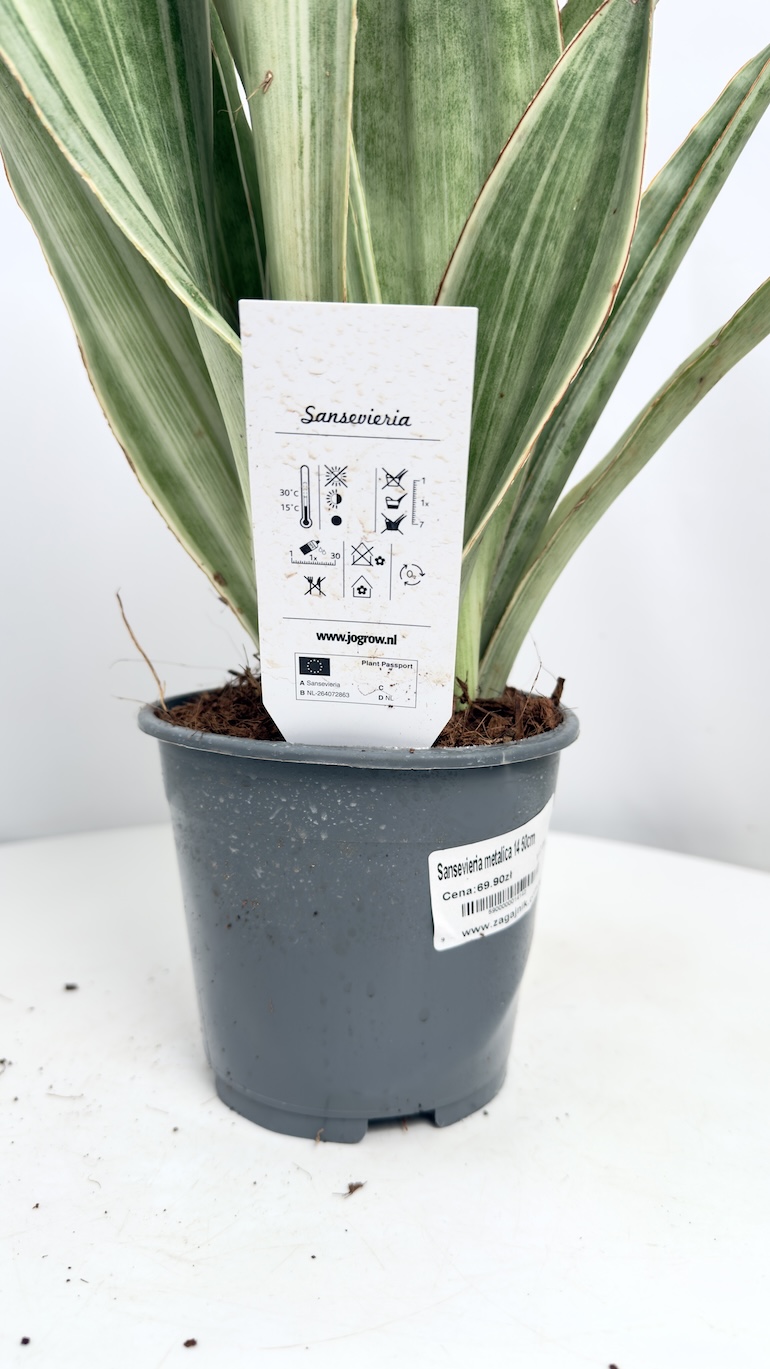 Sansevieria metallica