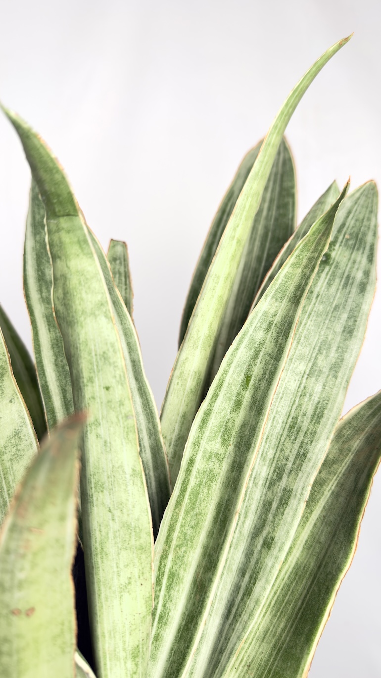 Sansevieria metallica
