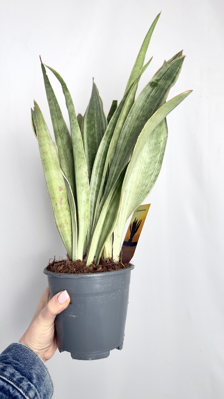 Sansevieria metallica