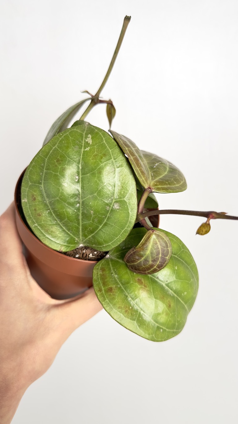 Hoya Sarawak Cream
