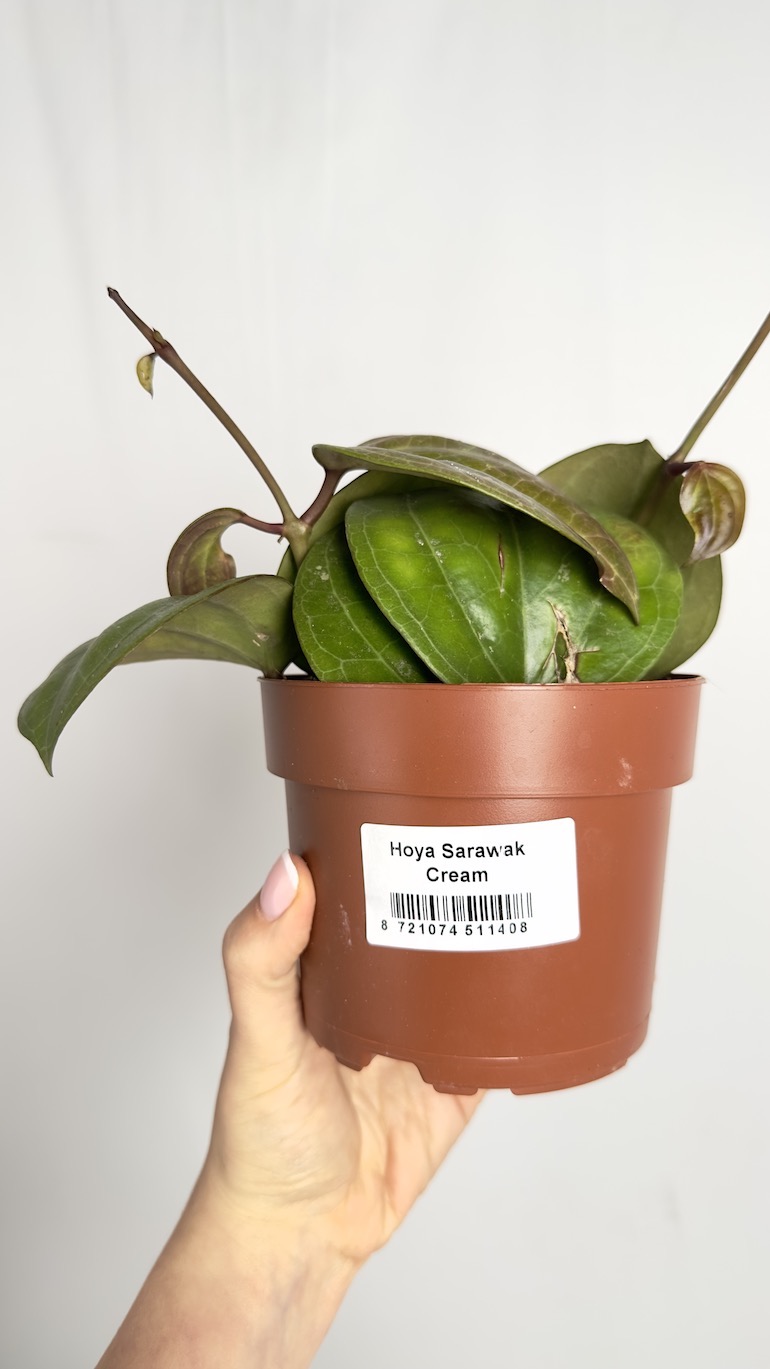 Hoya Sarawak Cream