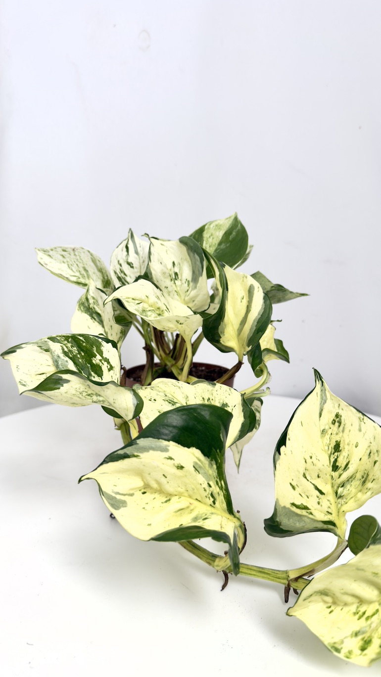 Epipremnum pinnatum Manjula