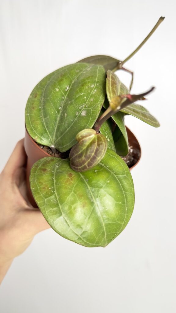 Hoya Sarawak Cream