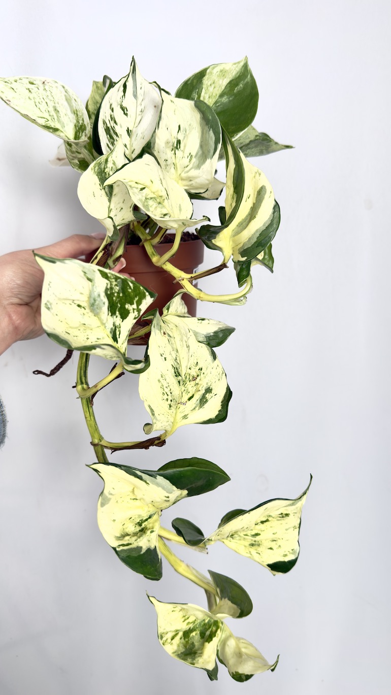 Epipremnum pinnatum Manjula