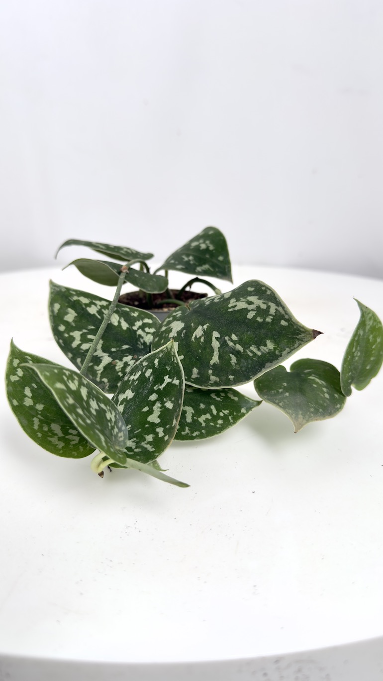 Scindapsus Argyraeus