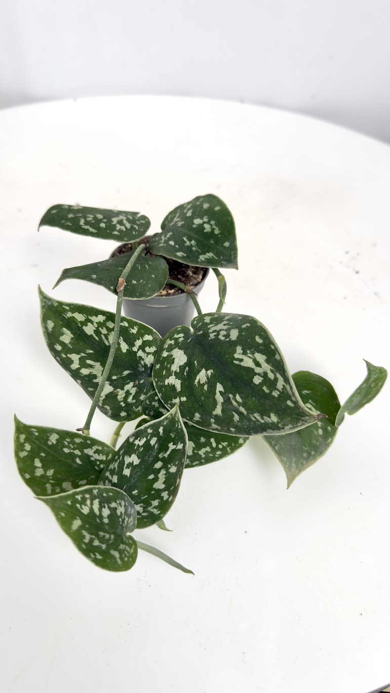 Scindapsus Argyraeus