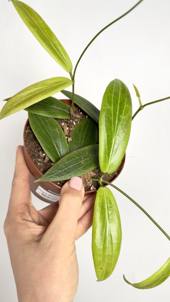Hoya Soligamiana