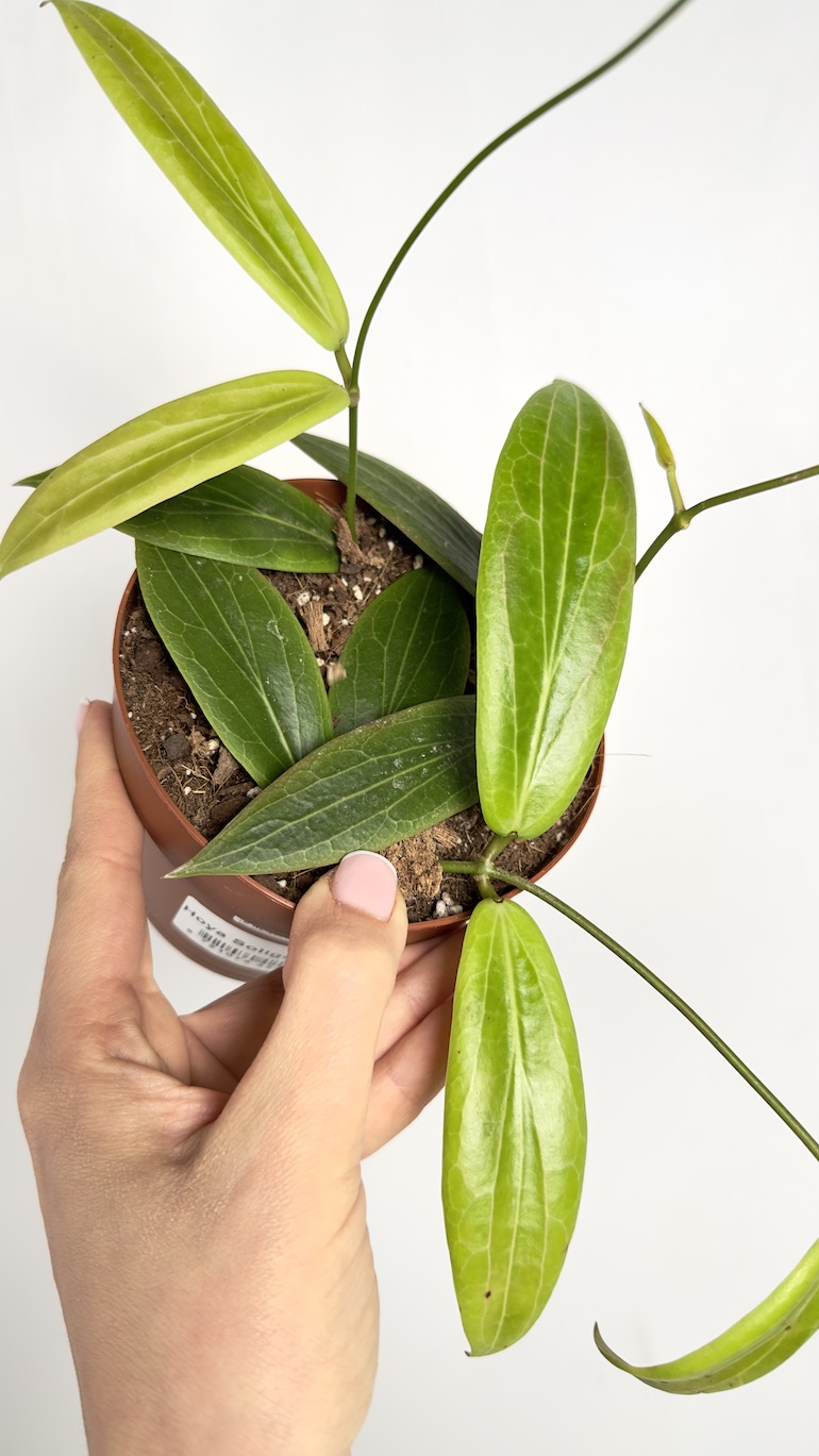 Hoya Soligamiana