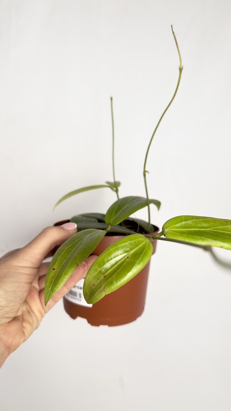 Hoya Soligamiana