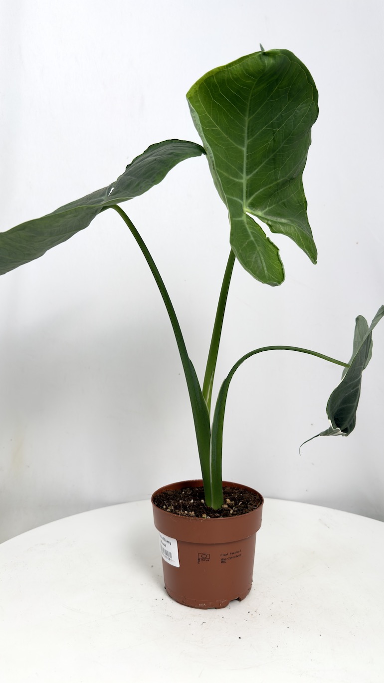 Alocasia Mickey Mouse