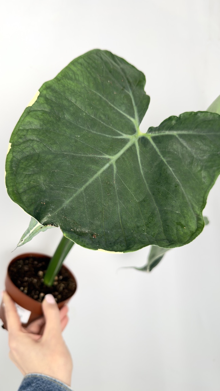 Alocasia Mickey Mouse