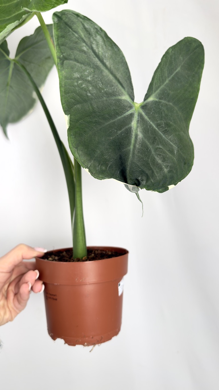 Alocasia Mickey Mouse