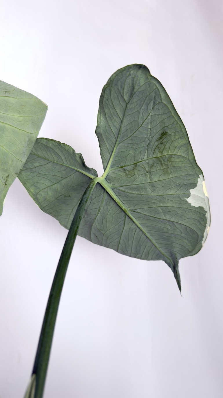 Alocasia Mickey Mouse