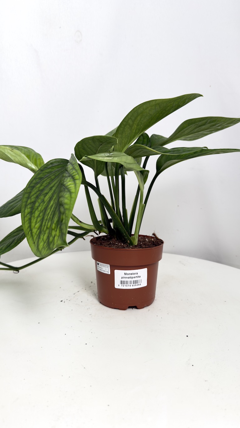 monstera Karstenianum Peru