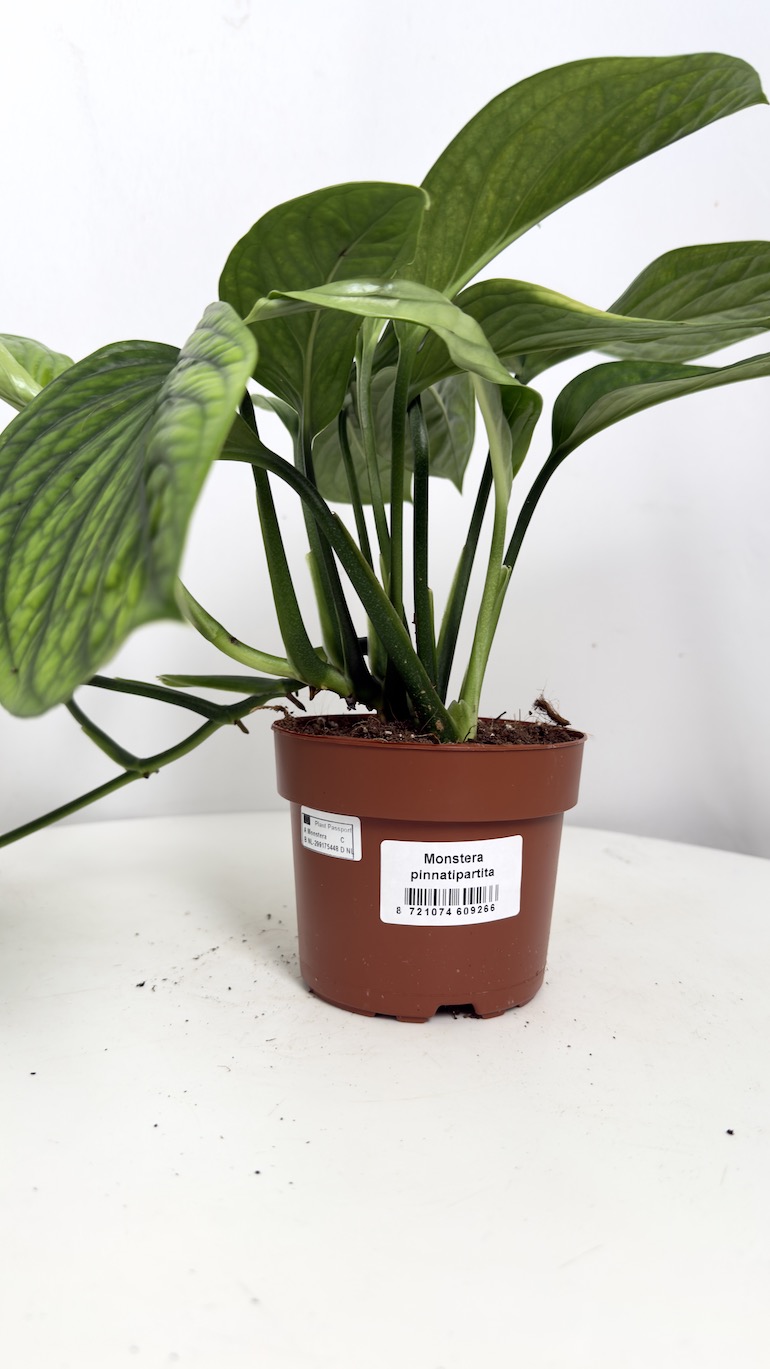 monstera Karstenianum Peru