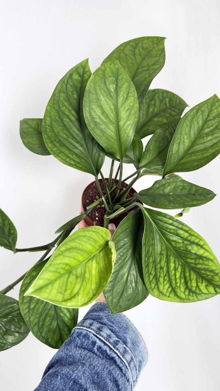 monstera Karstenianum Peru