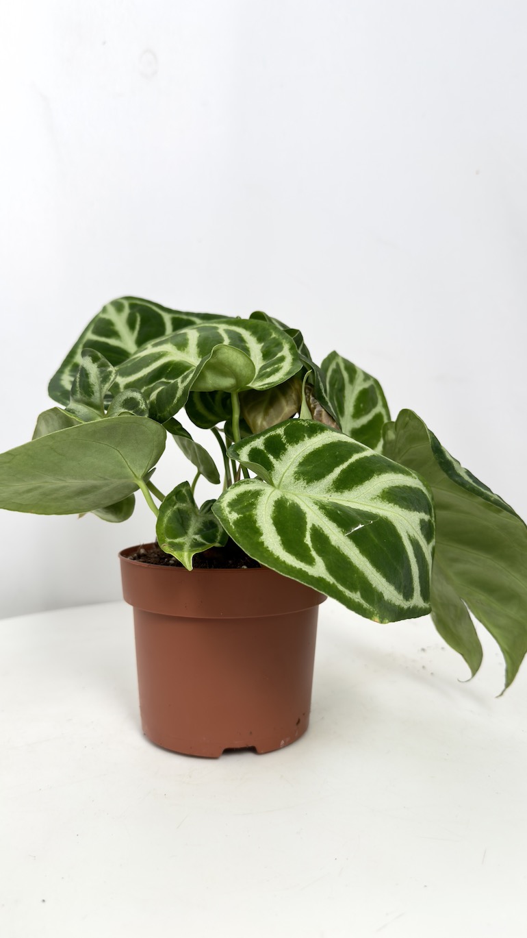 Anthurium Dorayaki Silica