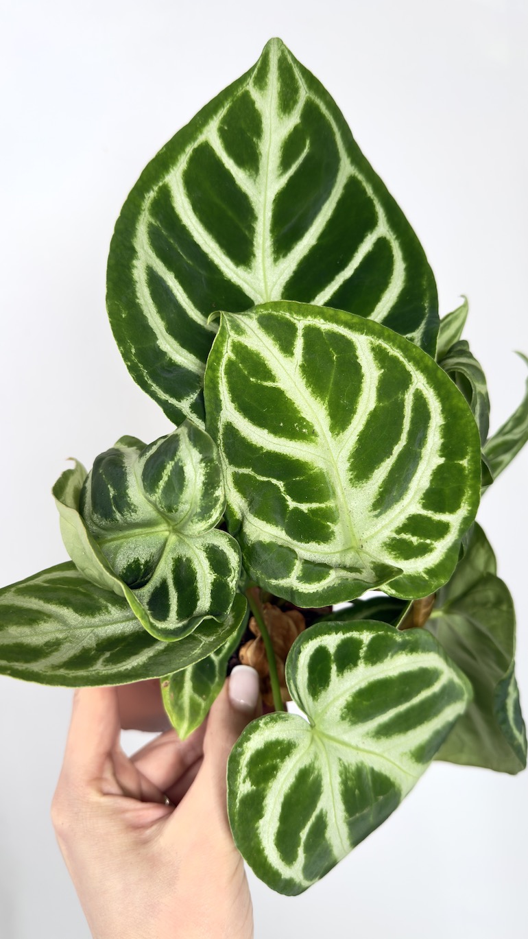 Anthurium Dorayaki Silica